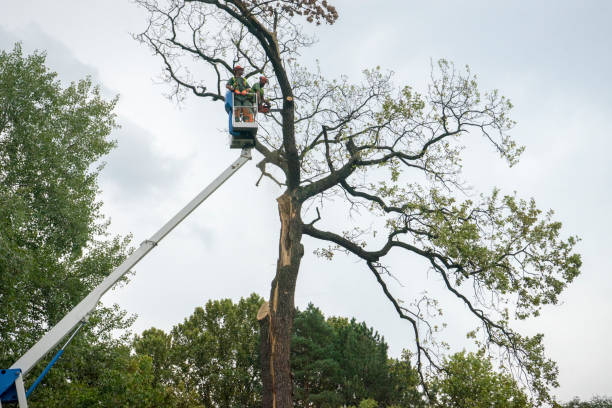 How Our Tree Care Process Works  in  Ruckersville, VA